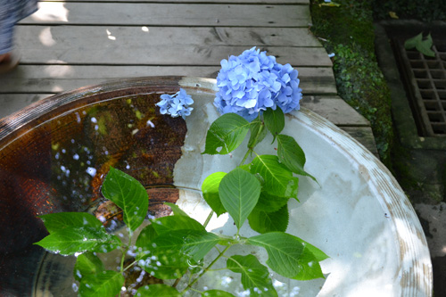明月院水鉢に紫陽花.jpg