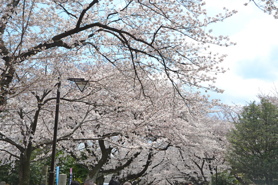 谷中霊園の桜.jpg