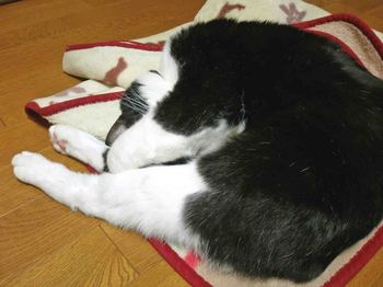 床暖房と毛布と猫.jpg