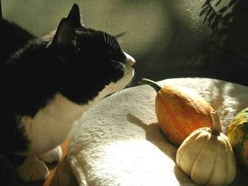猫とかぼちゃ.jpg