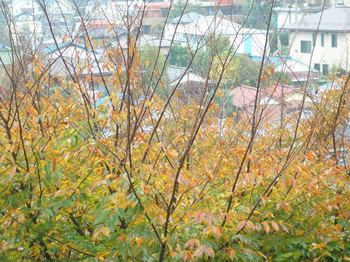 秋雨とケヤキ2.jpg
